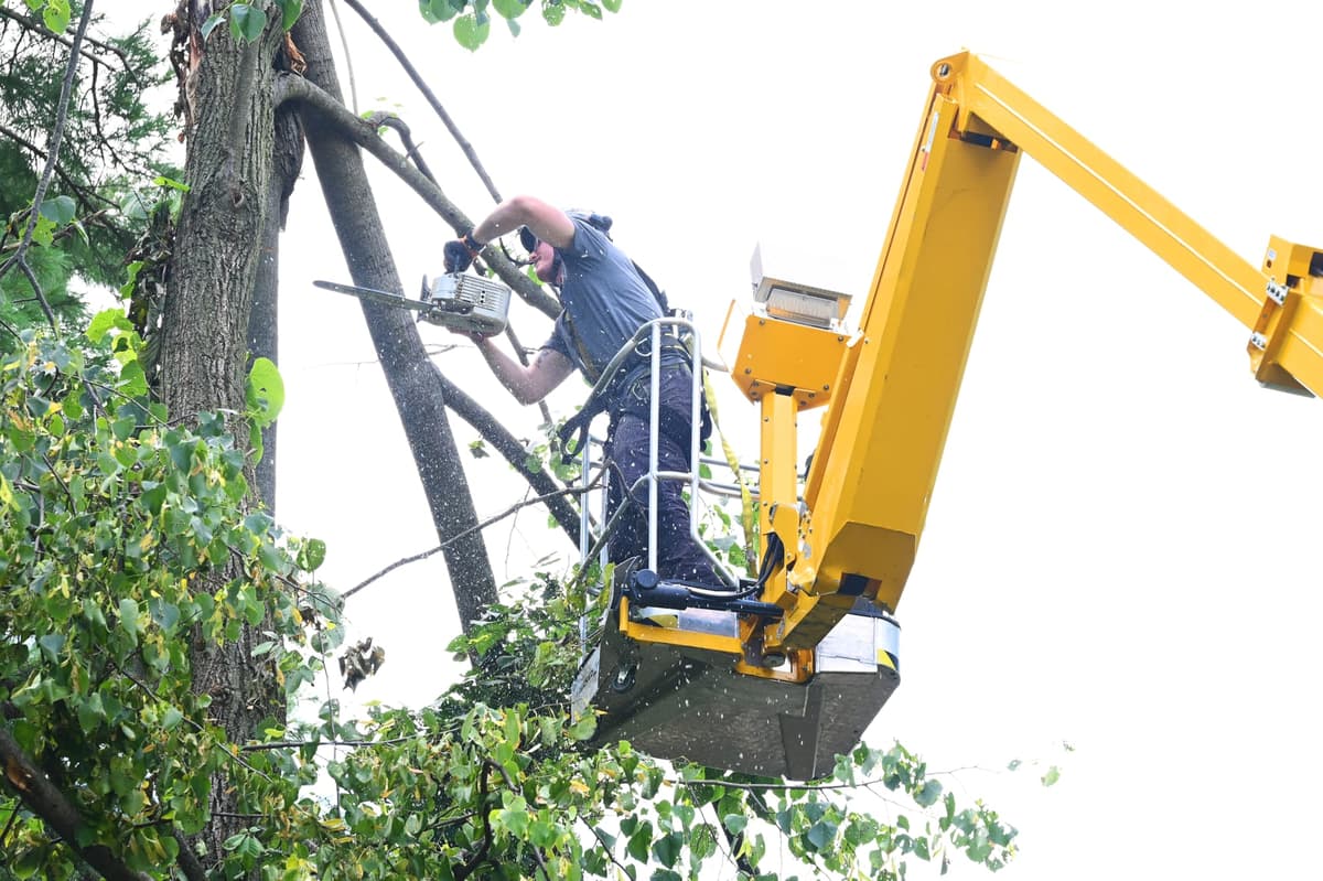 Tree Care Enterprises crew on a job site