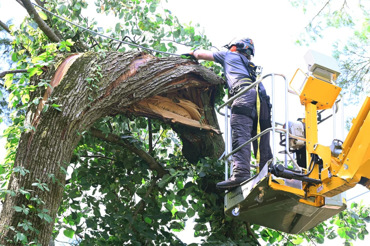 Tree Care Enterprises crew on a job site in northern Illinois