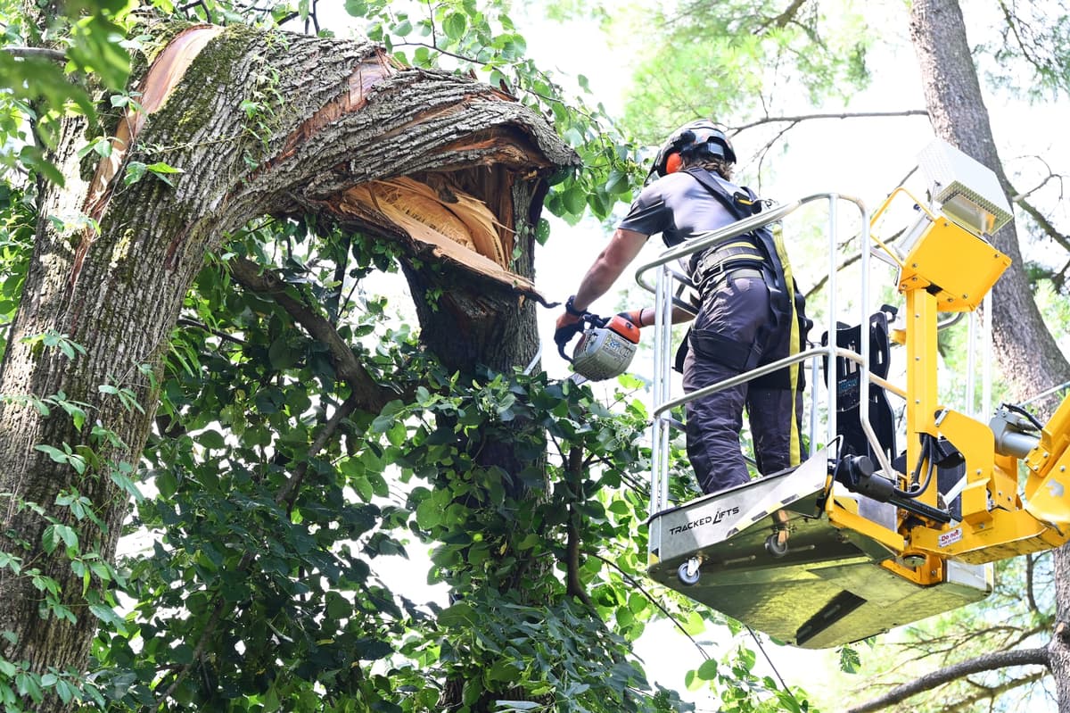 Tree Service Worker Performing Hazardous Tree Removal.