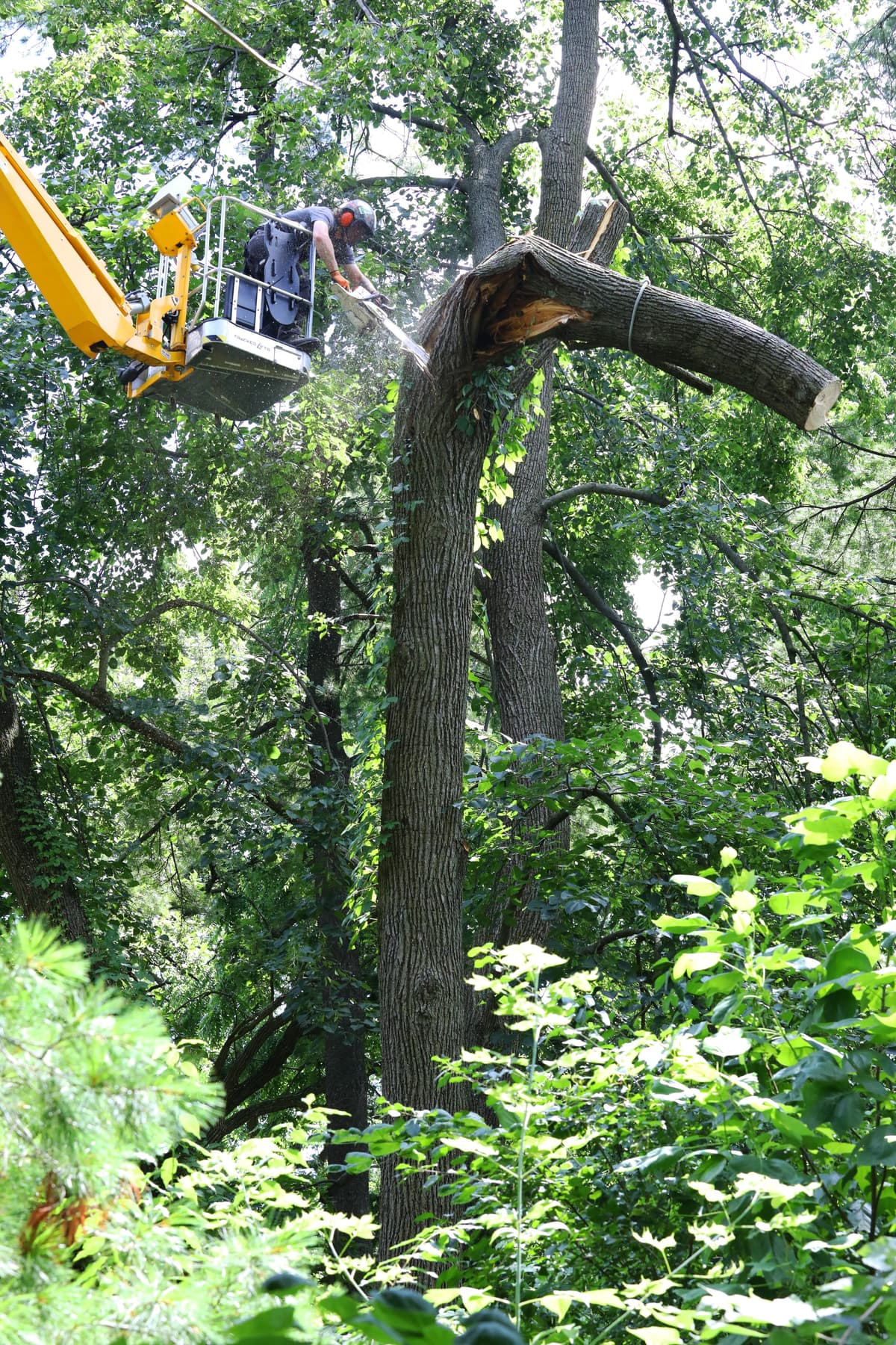 Tree Care Enterprises crew on a job site