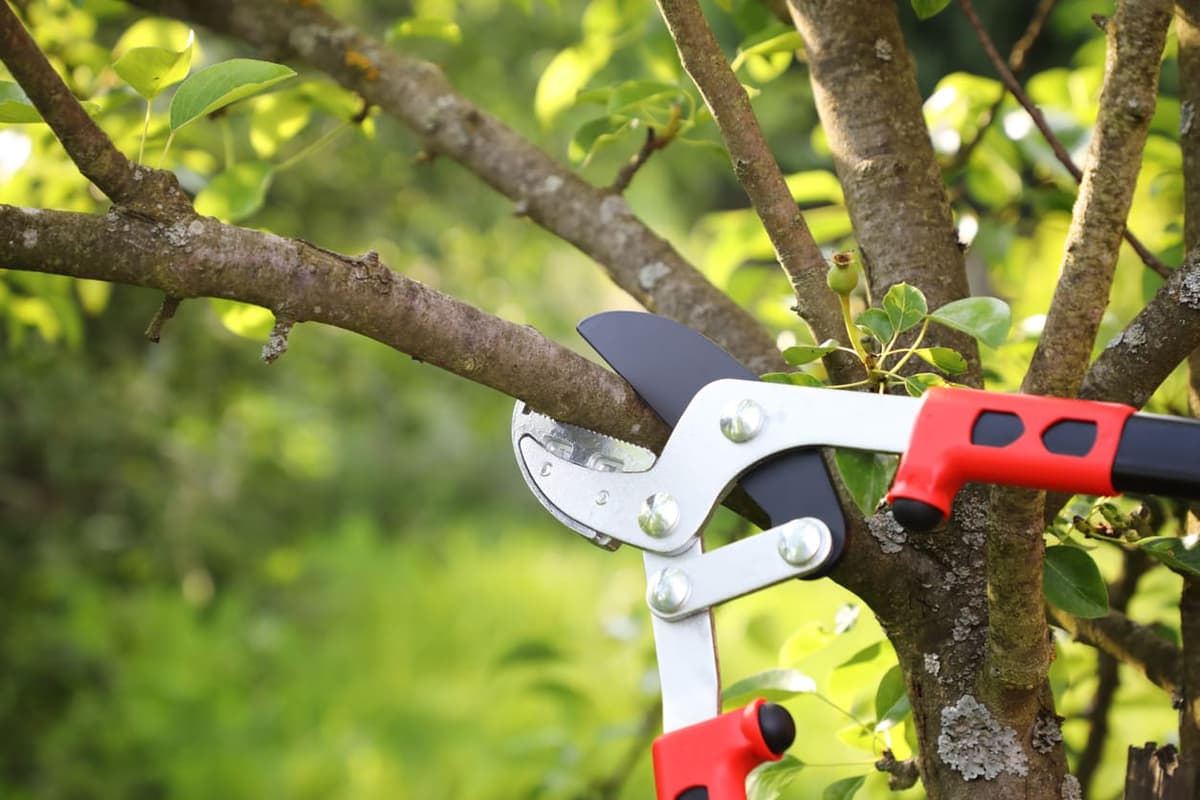 The Complete Guide to Tree Trimming & Pruning in Rockford, IL