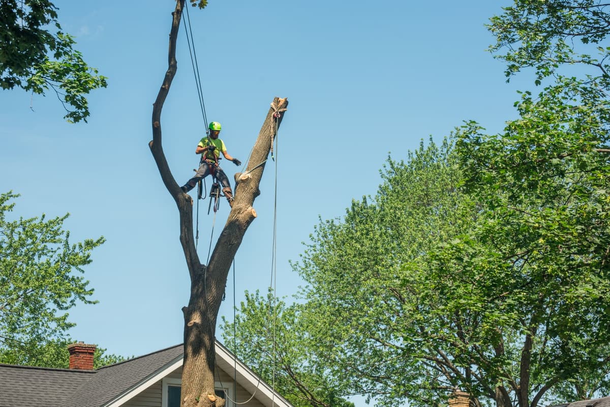 Emergency Tree Service — Tree Care Enterprises