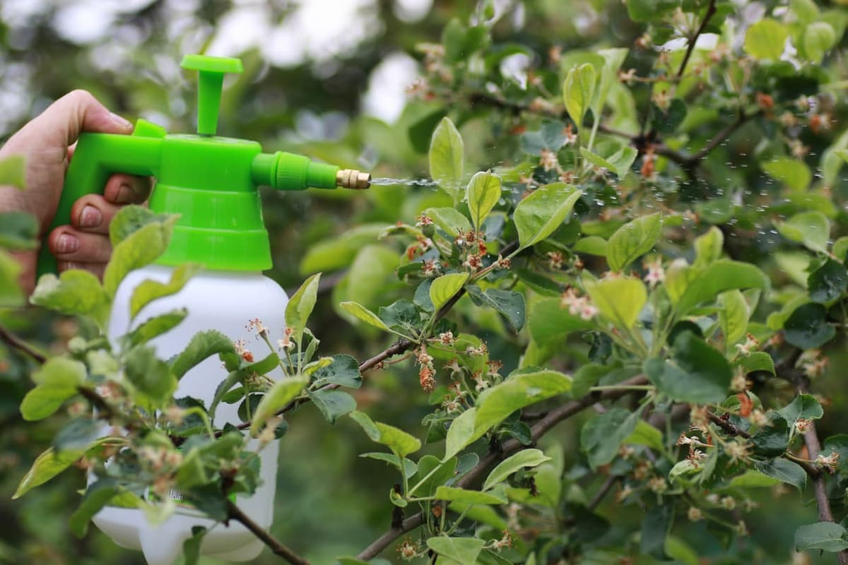 Insect & Disease Control — Tree Care Enterprises