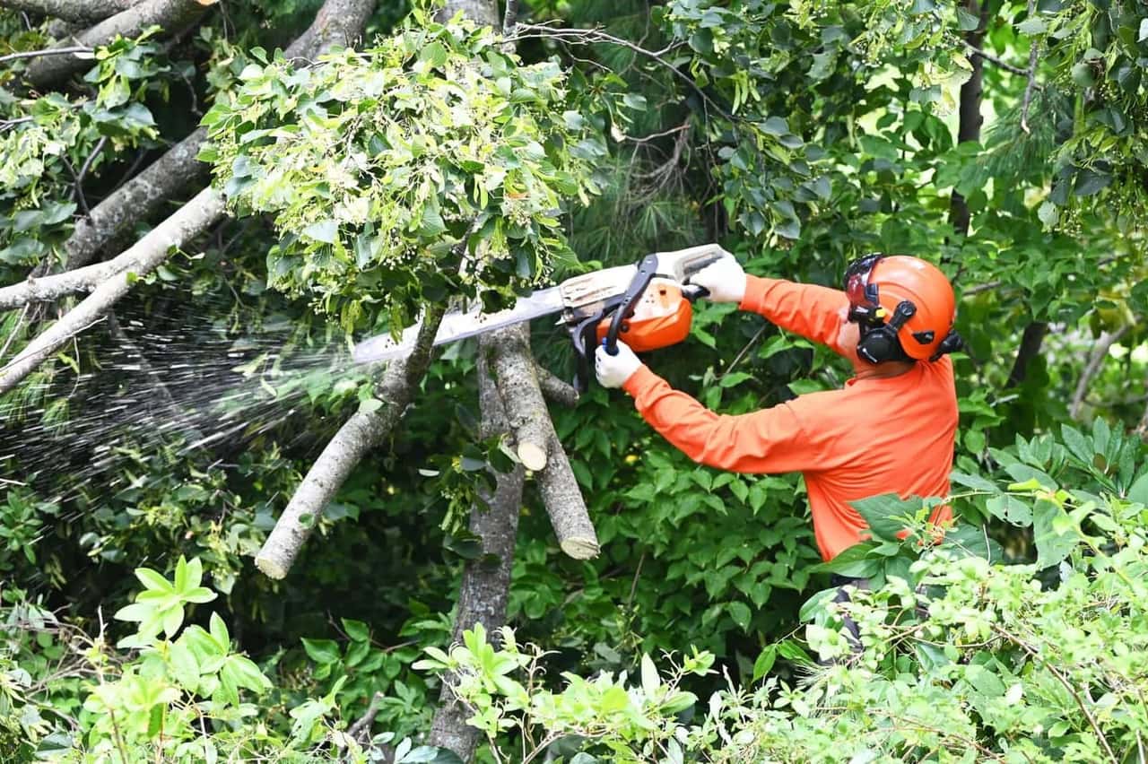 Tree Trimming in Rockford, IL: What to Expect and How to Find the Right Service