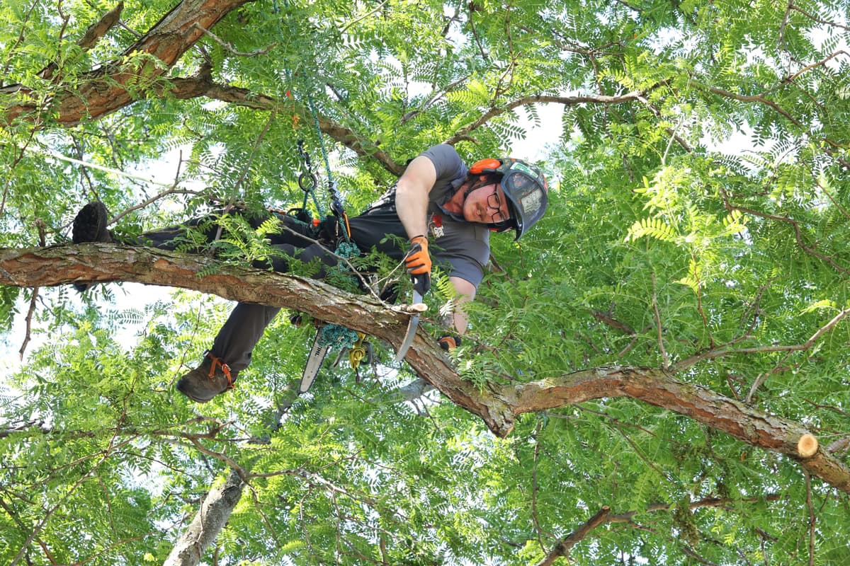 Tree Care Enterprises crew on a job site