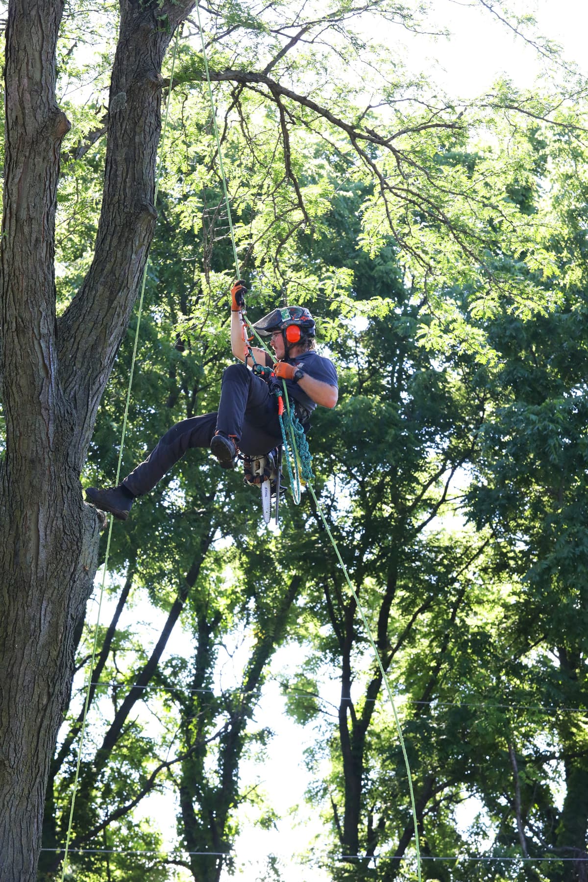 Tree Care Enterprises crew on a job site