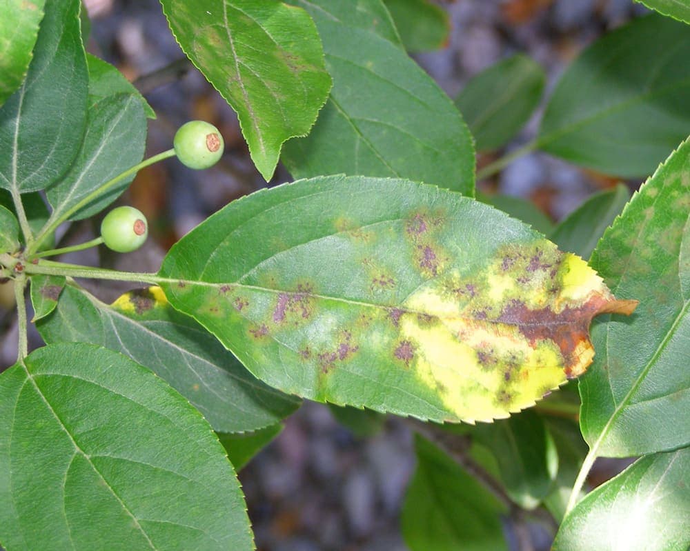 Treatment: Apple Scab: Protecting Your Ornamental Crabapples
