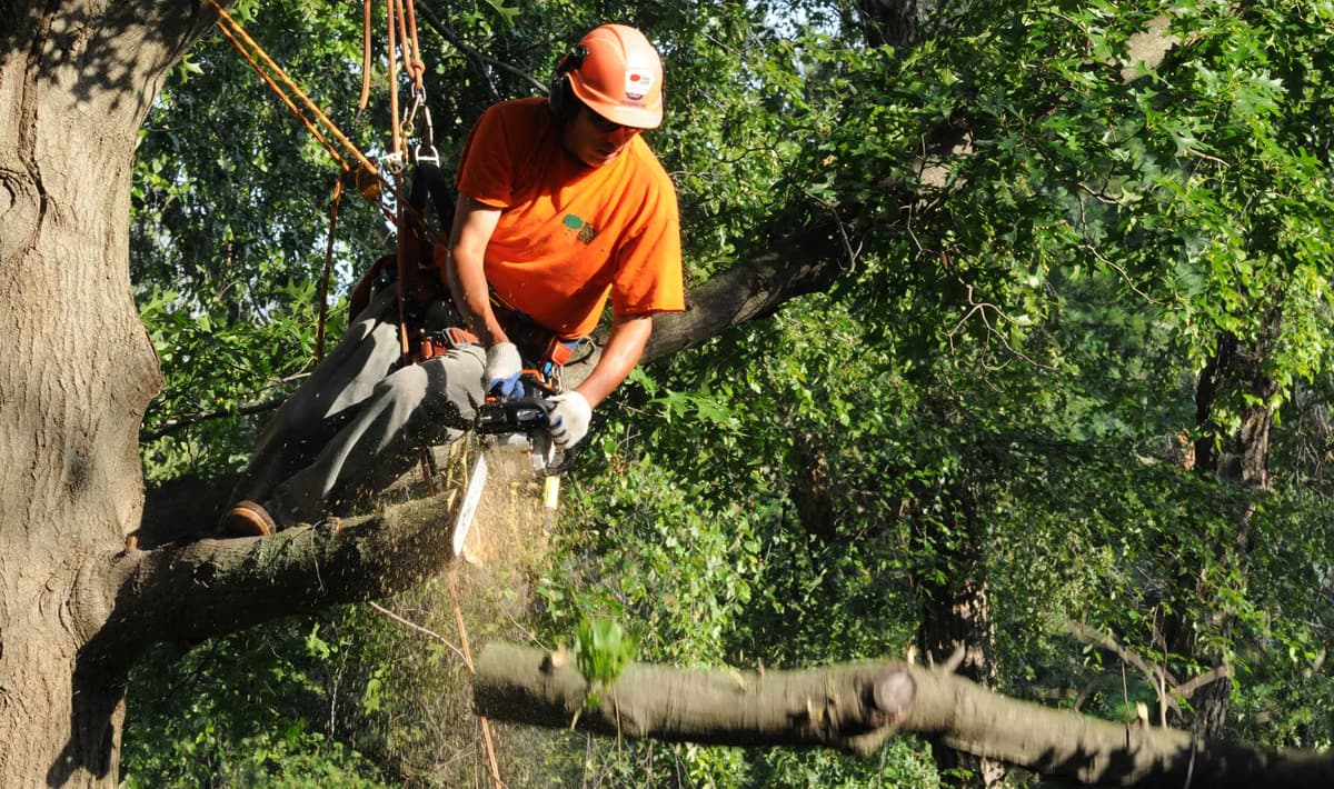 Tree Care — Tree Care Enterprises