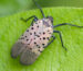 tc-spotted-lanternfly